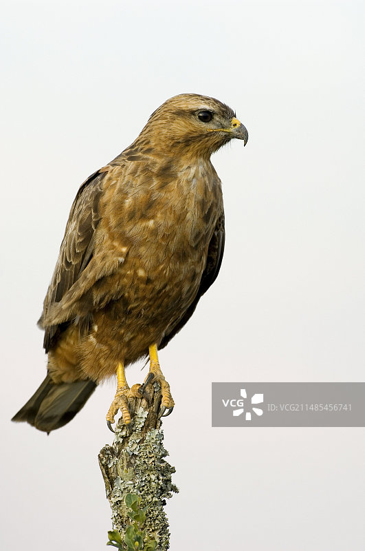 草原鵟图片素材