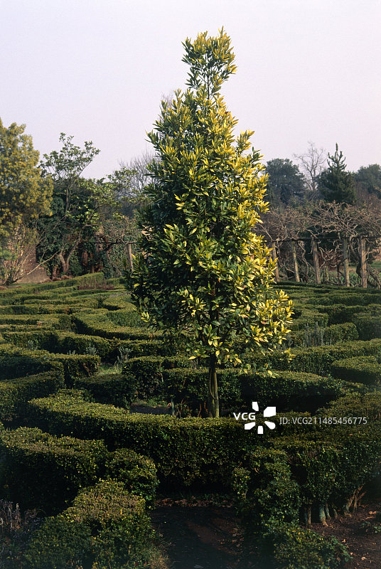 迷宫和月桂树图片素材
