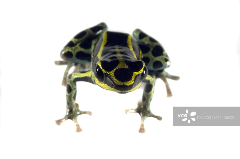 箭毒蛙图片素材