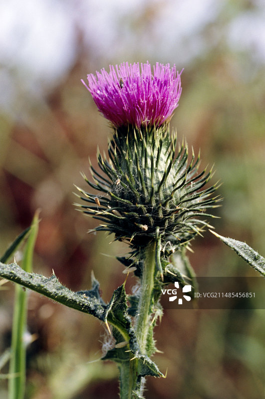 匍匐蓟花图片素材