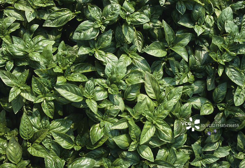 罗勒叶图片素材