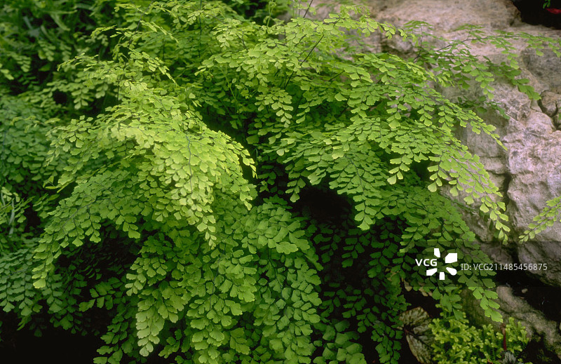 真少女蕨图片素材