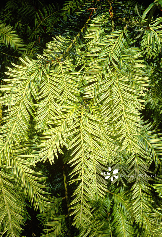 金叶红豆杉图片素材