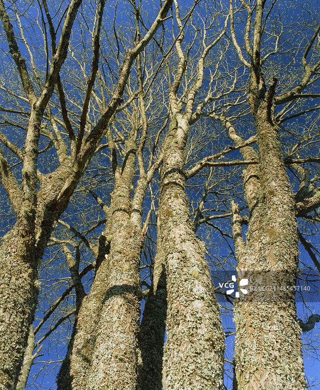 山羊柳图片素材