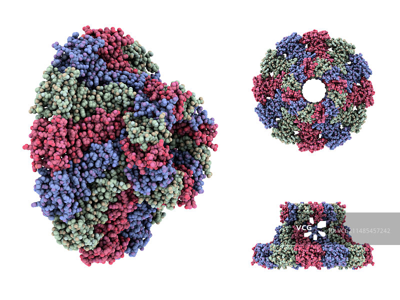 噬菌体DNA包装马达图片素材