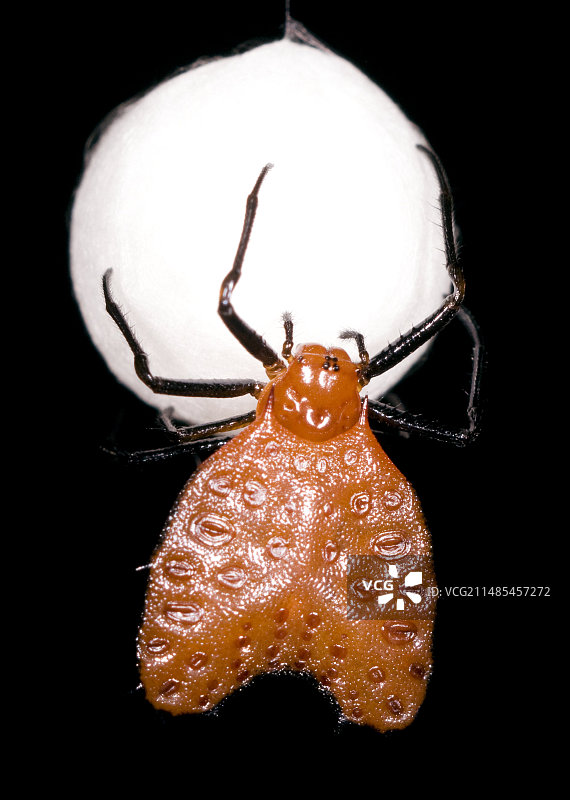 带有卵囊的热带蜘蛛图片素材