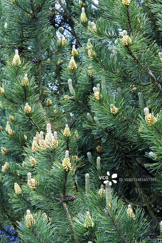 山地松树图片素材