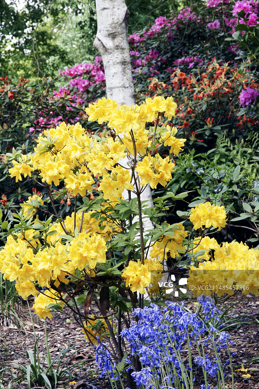 杜鹃花和风铃草图片素材