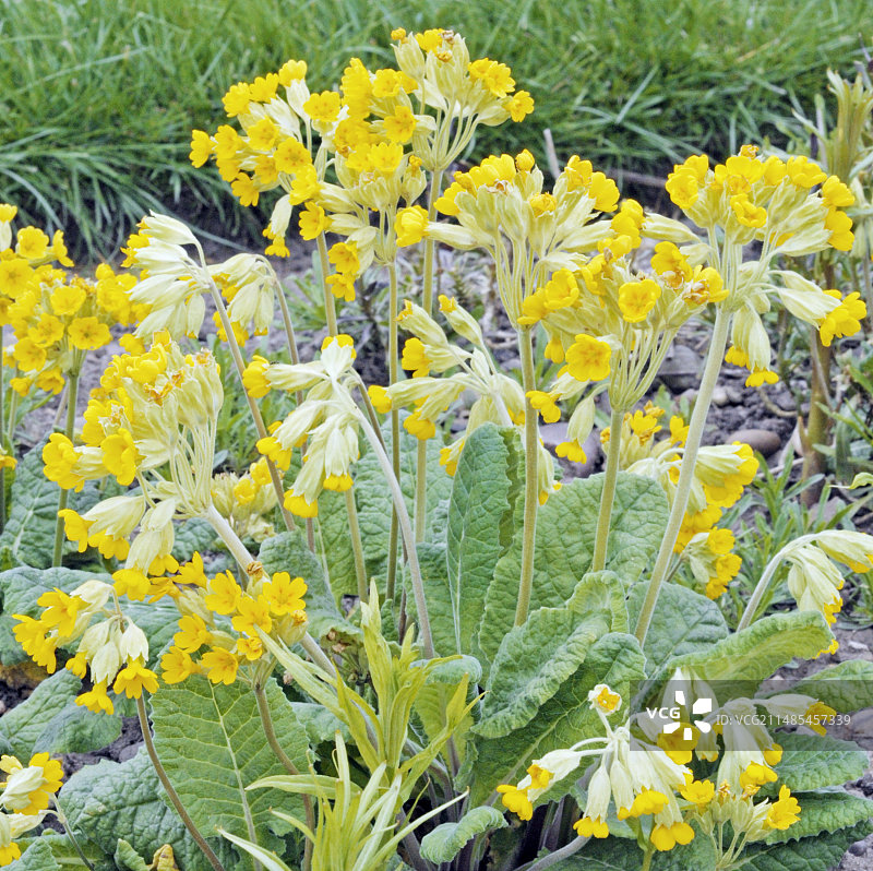 报春花图片素材