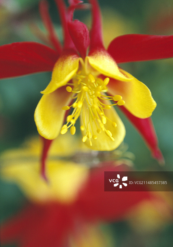 耧斗菜图片素材