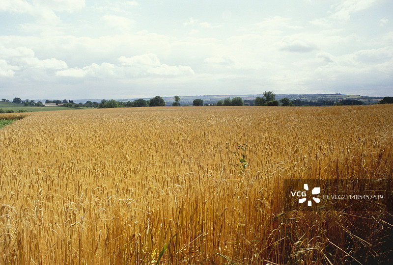 麦田图片素材