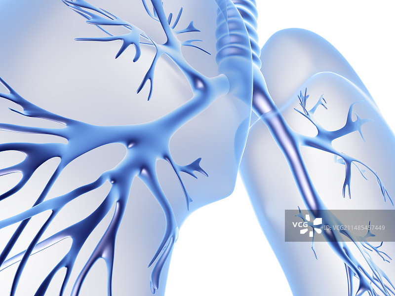 支气管树和肺部医学插图图片素材