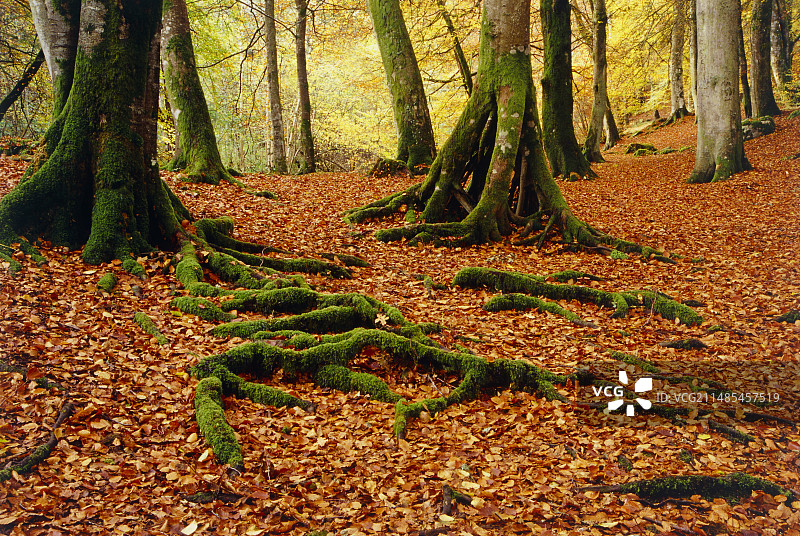 山毛榉木中的落叶图片素材