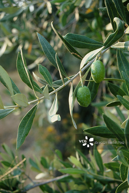 树上生长的橄榄果实图片素材