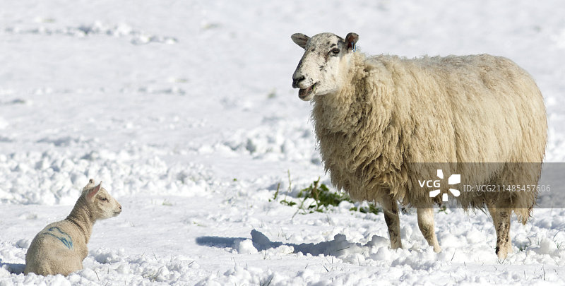 雪地里的羊羔与母羊图片素材