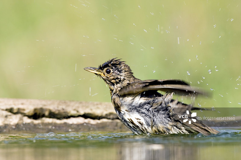 沐浴的欧歌鸫图片素材