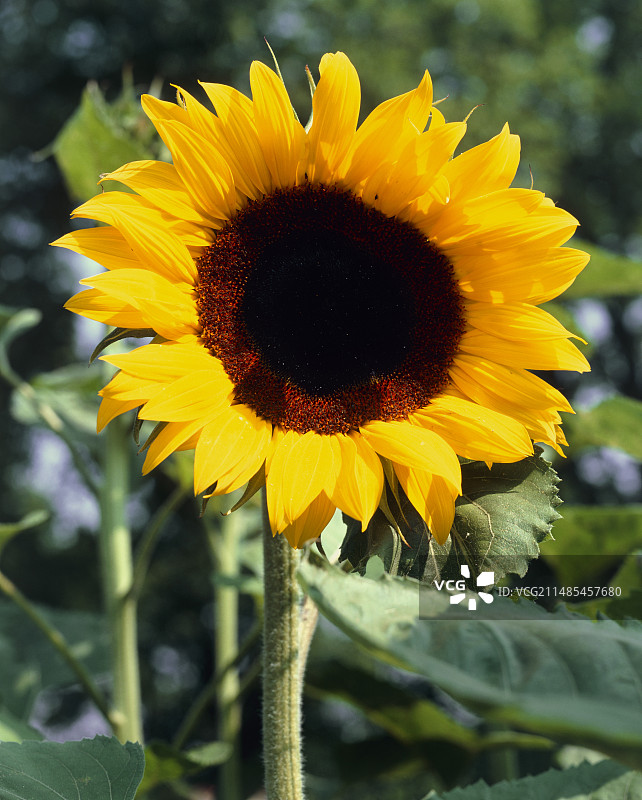 向日葵图片素材