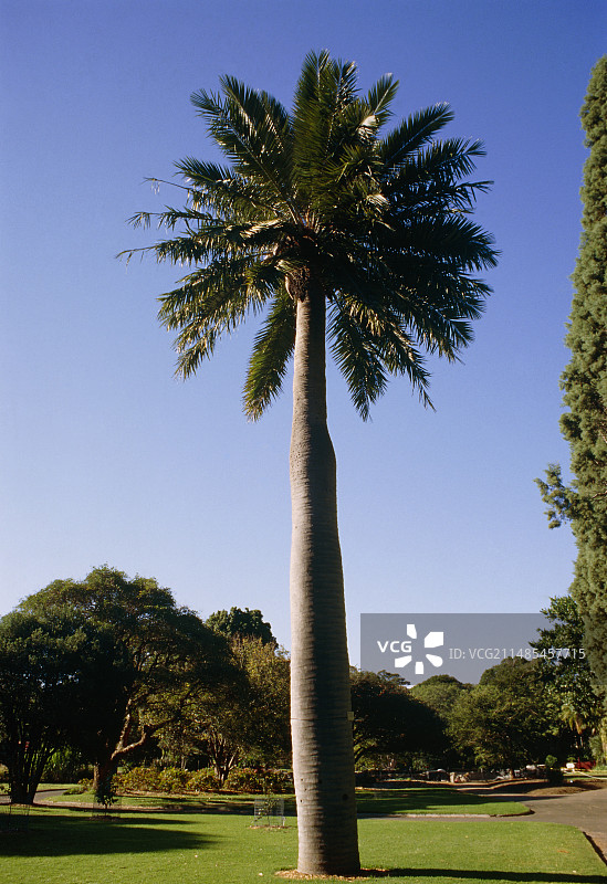 智利葡萄酒棕榈图片素材