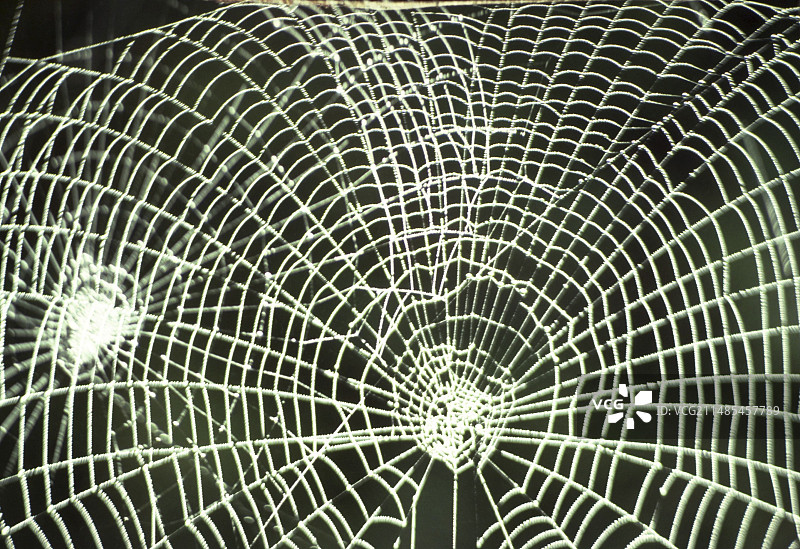 花园蜘蛛网图片素材