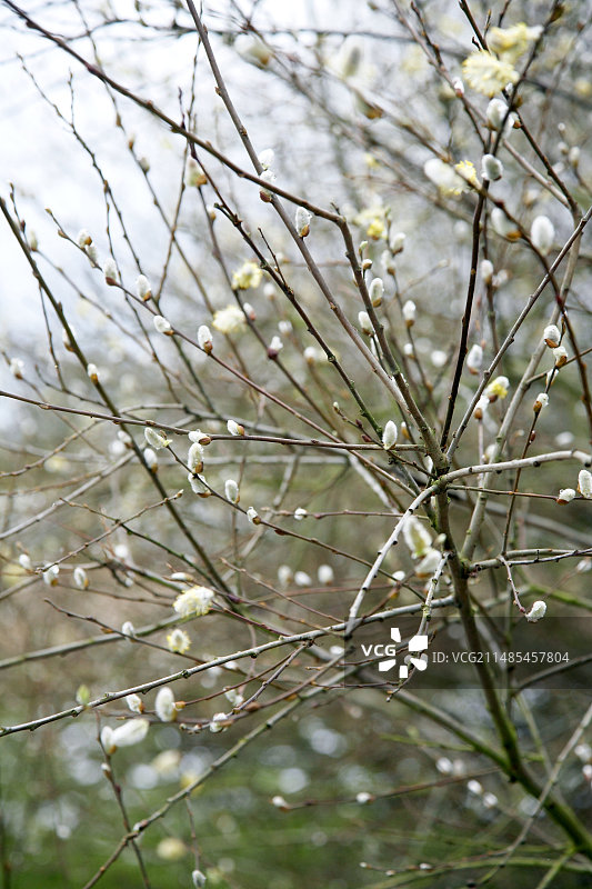 猫柳（山羊柳）图片素材