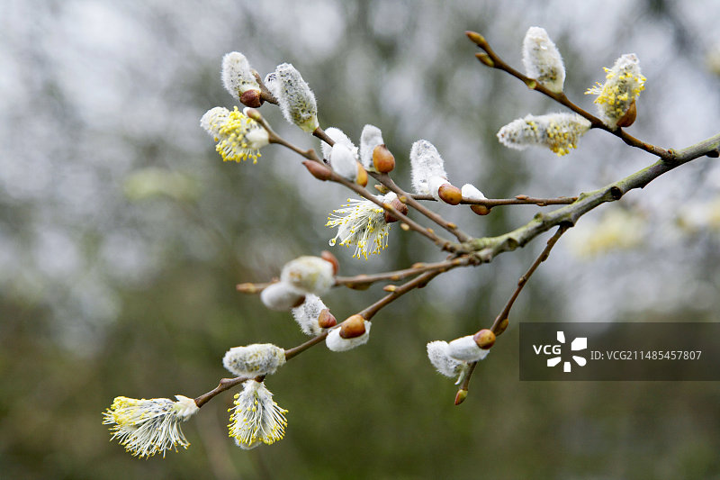 猫柳（山羊柳）图片素材