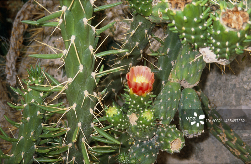 仙人掌，Opuntia subulata图片素材