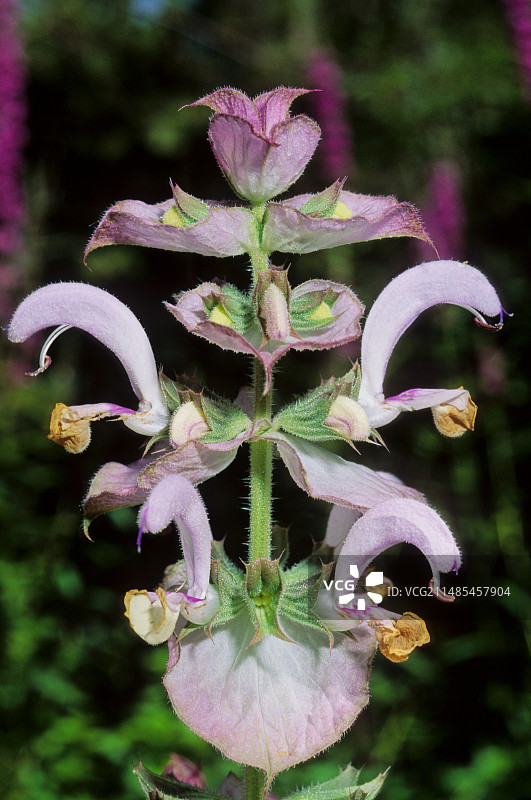 快乐鼠尾草图片素材