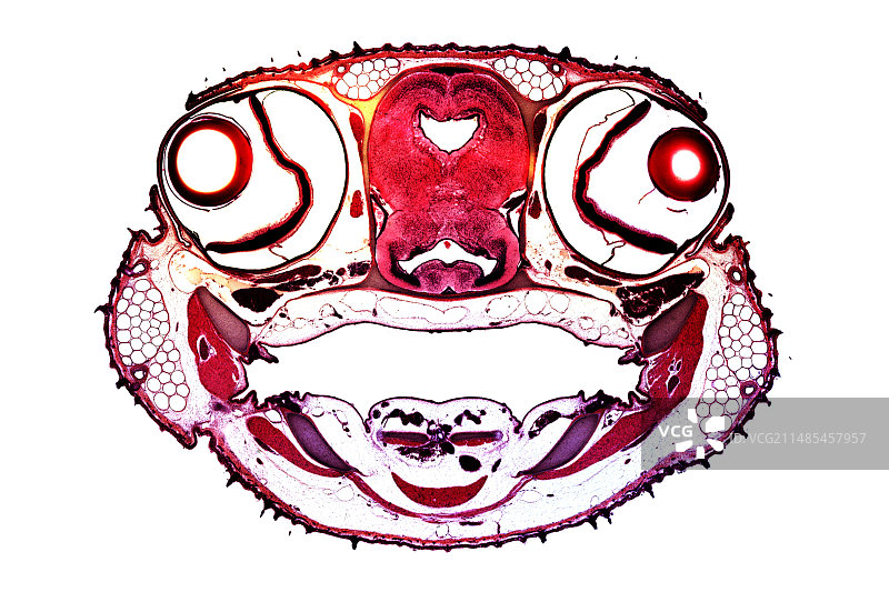 星鲨头部横截面图片素材