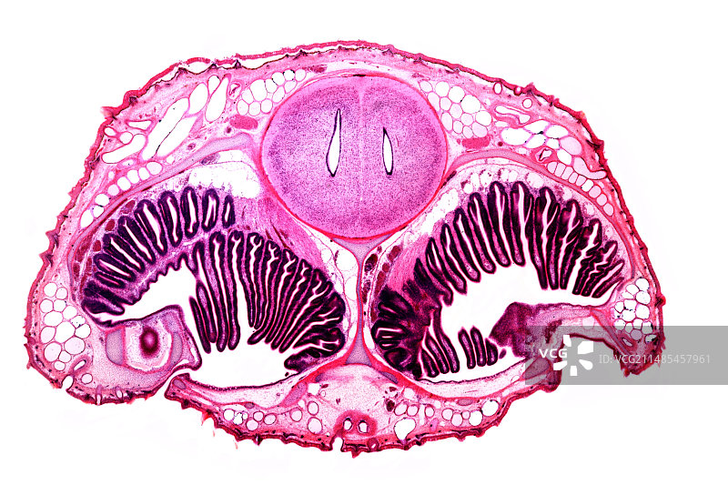 星鲨头部横截面图片素材