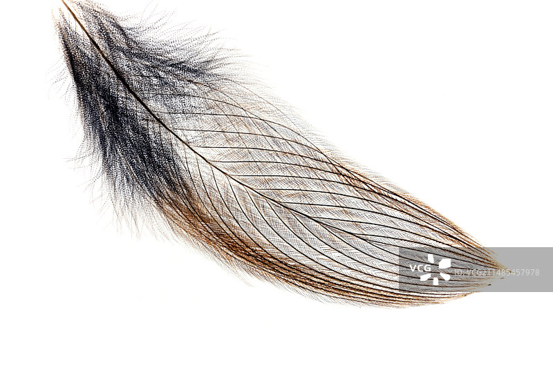 鸟羽显微照片图片素材