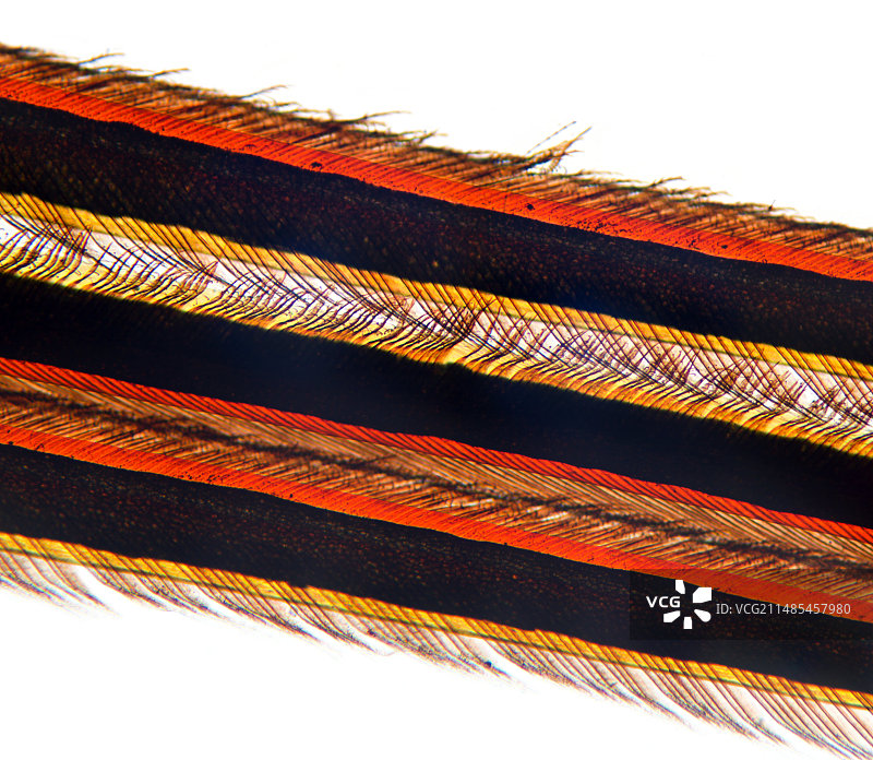 羽毛羽片显微照片图片素材