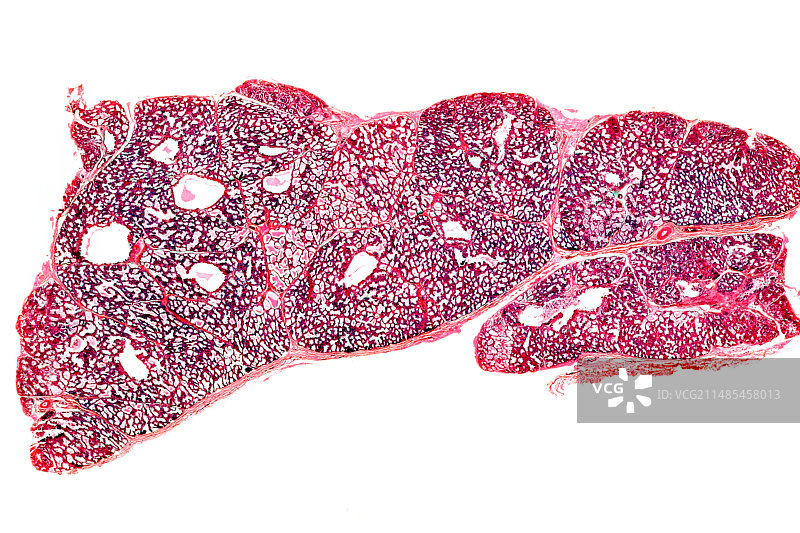 怀孕期间的乳房显微照片图片素材