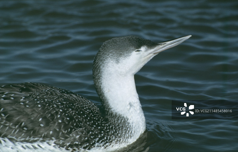 红喉潜鸟图片素材