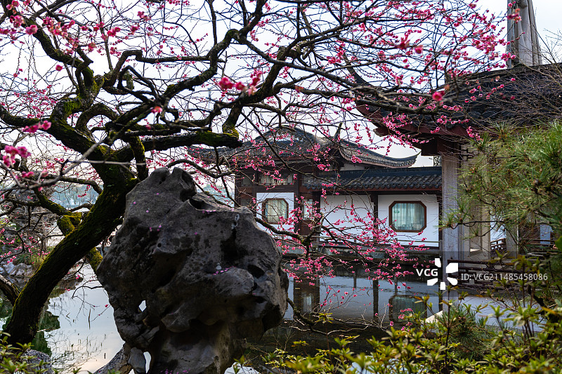 西湖梅花图片素材
