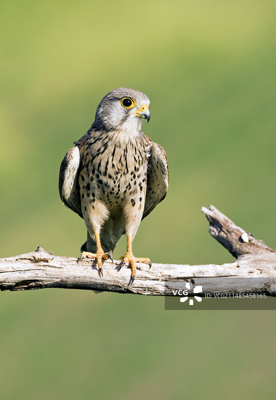 普通的红隼图片素材