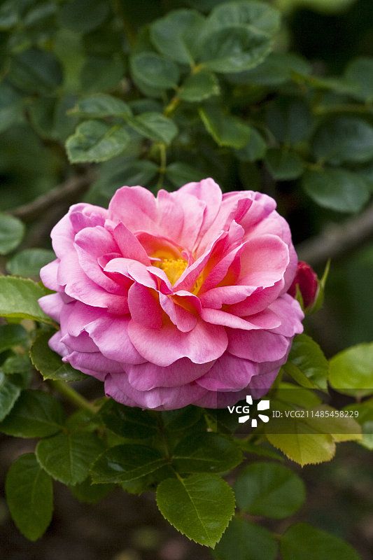 “阿罗哈”玫瑰花图片素材