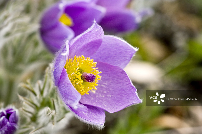 顶冰花（普通白头翁）图片素材