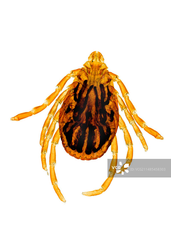 常见羊蜱（光学显微照片）图片素材