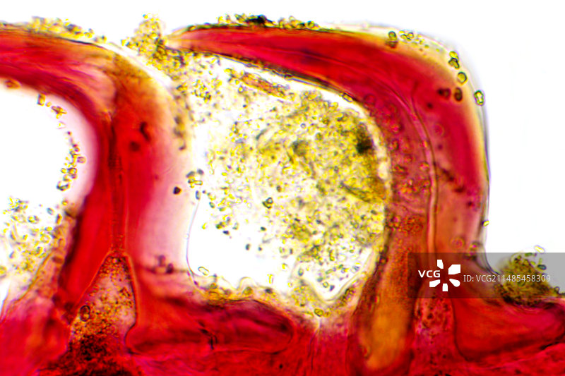 鲨鱼皮显微照片图片素材
