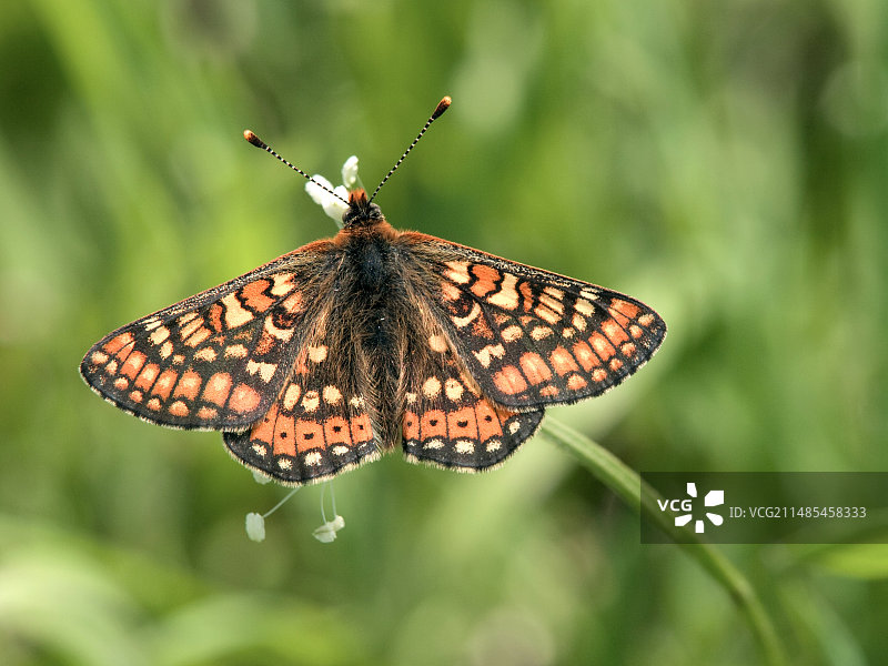 沼泽贝母蝴蝶图片素材