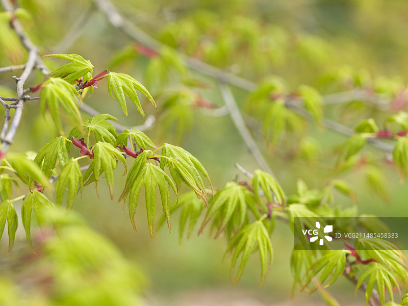 日本枫树（鸡爪槭）图片素材