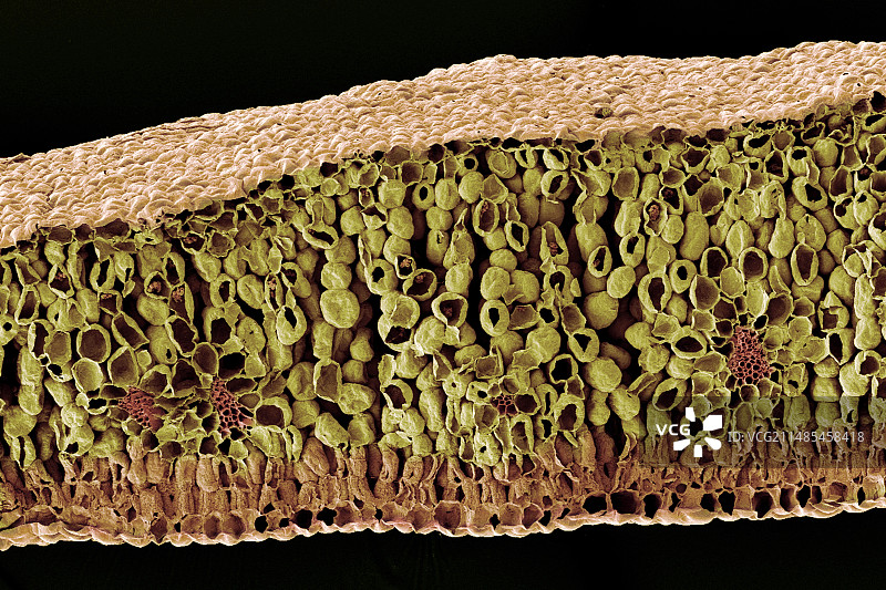 叶子结构扫描电镜图图片素材