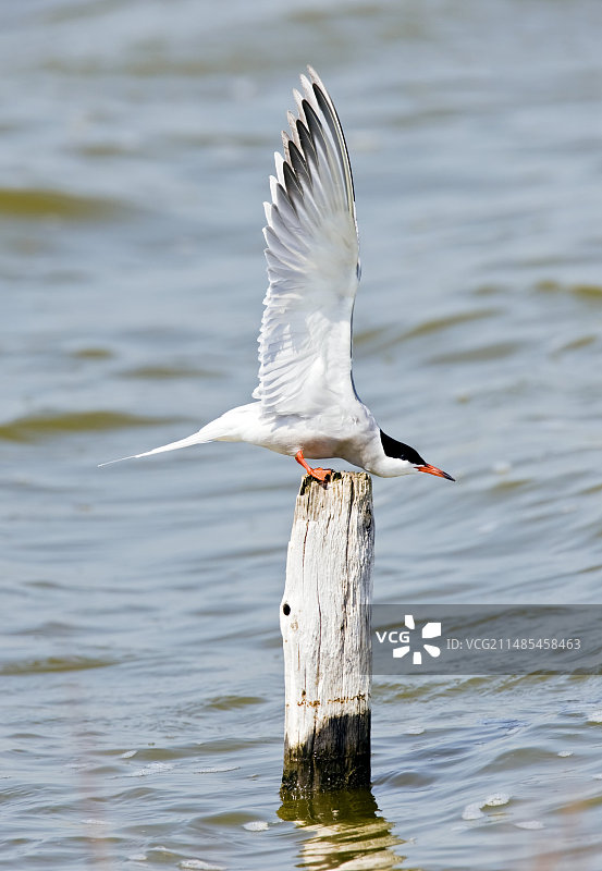 普通燕鸥图片素材