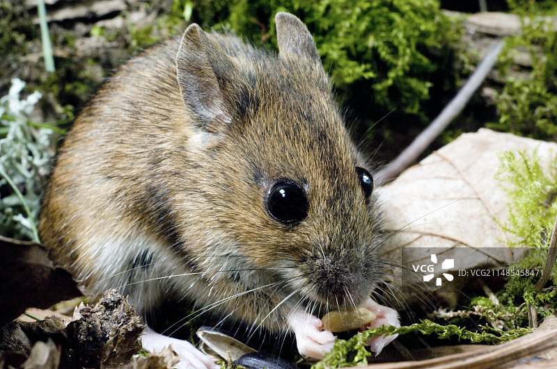 正在觅食的林鼠图片素材