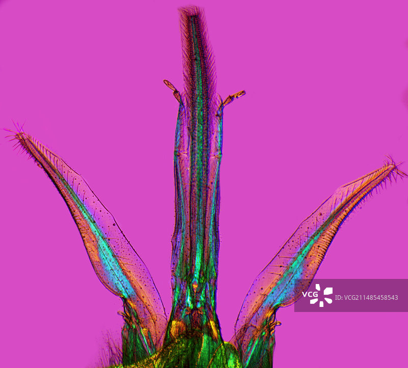 蜜蜂口器的光学显微照片图片素材