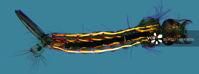 蚊子幼虫显微照片图片素材