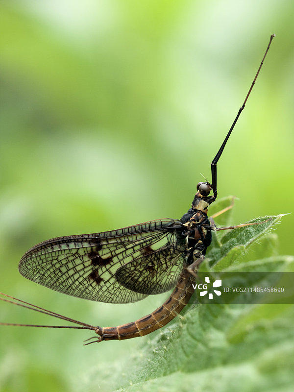 雄性蜉蝣图片素材