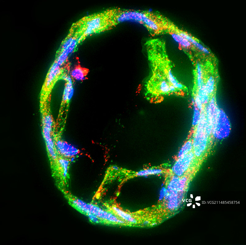 胎盘组织荧光显微照片图片素材