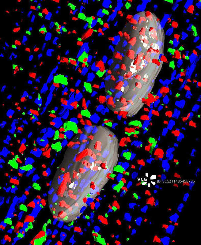 心肌细胞发育图片素材