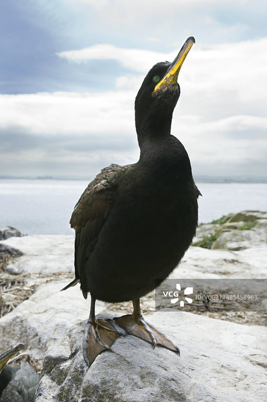 伟大的鸬鹚图片素材